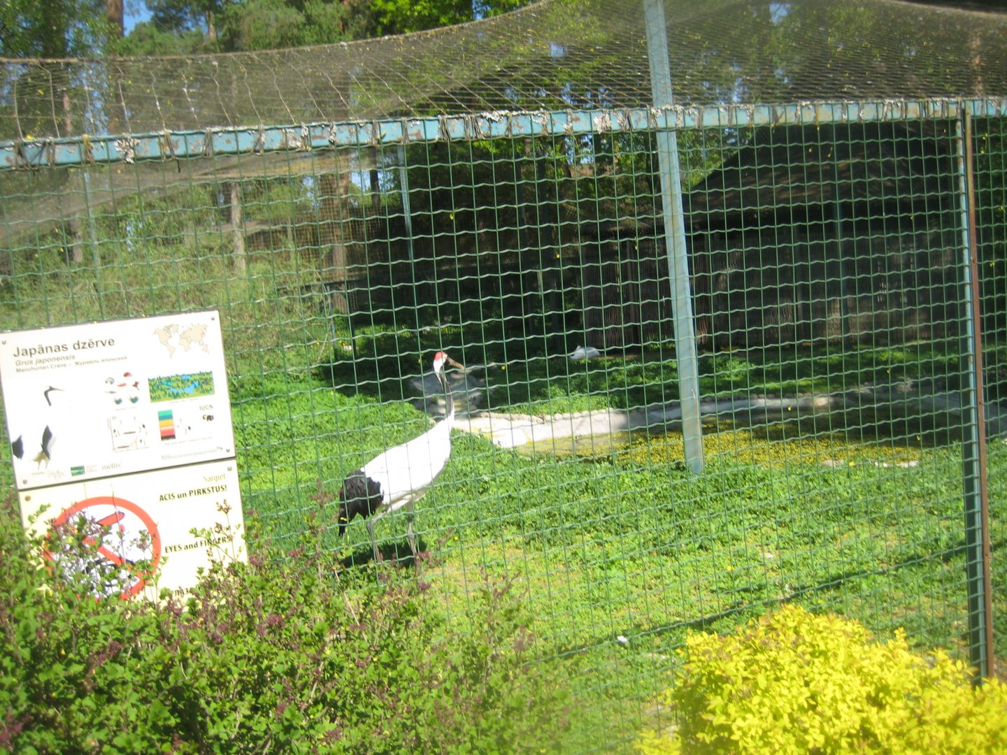 Riga Zoo - Red-crowned crane aviary