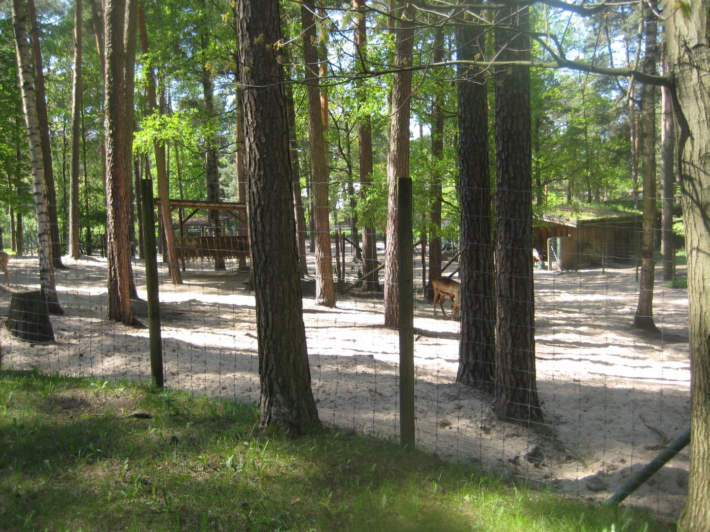 Riga Zoo - Reindeer exhibit