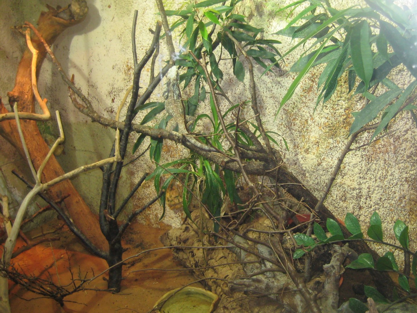 Riga Zoo - Reptile house - Frilled lizard exhibit