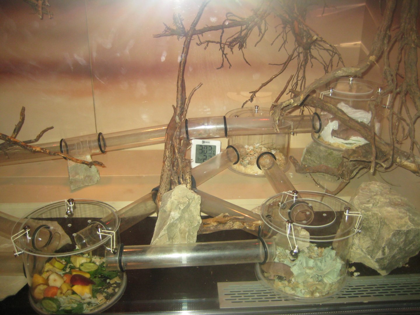 Riga Zoo - Reptile house - Mole rat exhibit