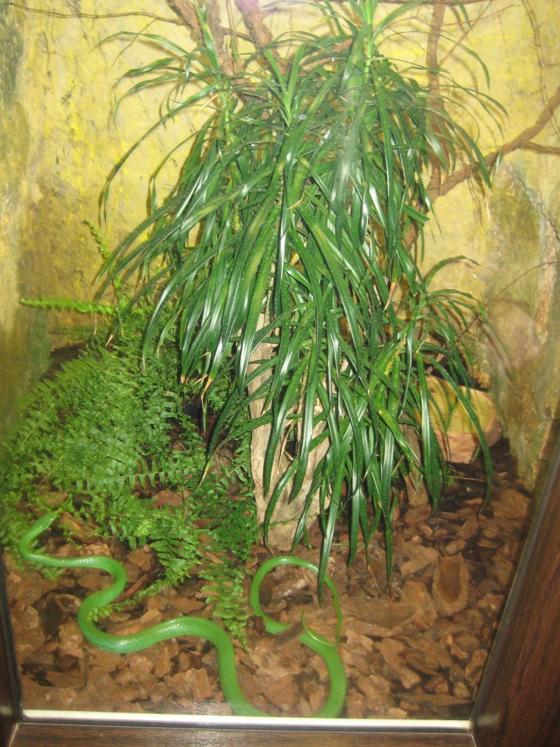 Riga Zoo - Reptile house - Rhinoceros snake exhibit
