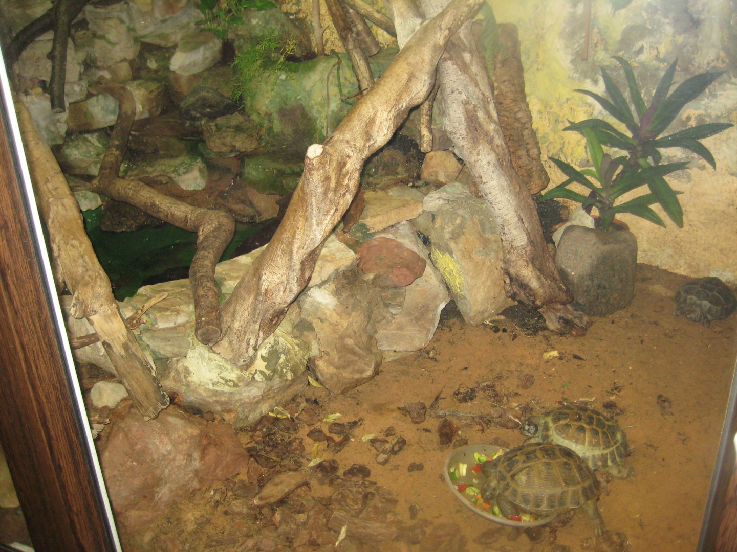 Riga Zoo - Reptile house - Tortoise/water dragon exhibit
