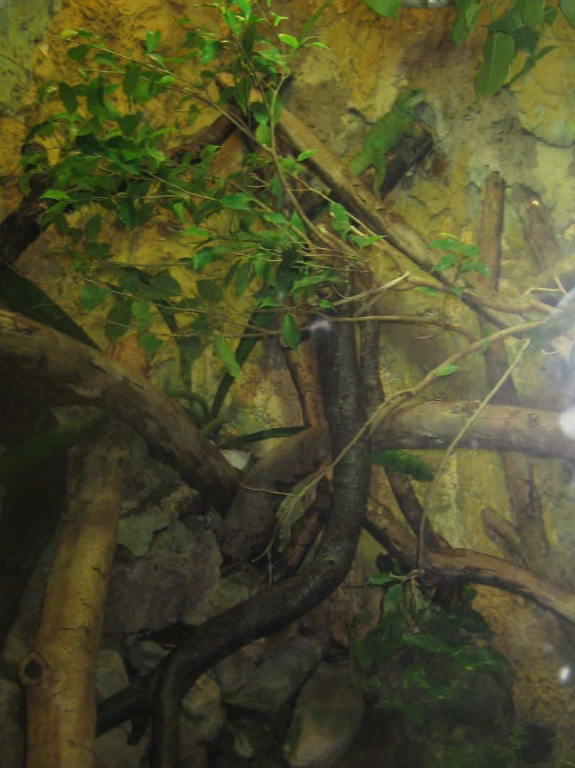 Riga Zoo - Reptile house - Tortoise/water dragon exhibit