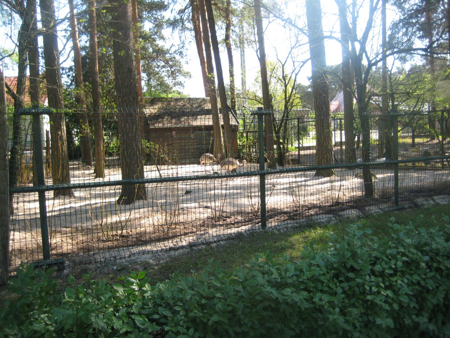 Riga Zoo - Rhea exhibit