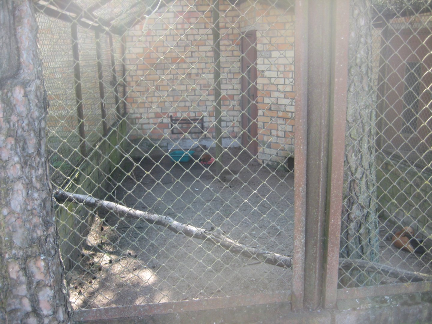 Riga Zoo - Ruddy shelduck aviary #1