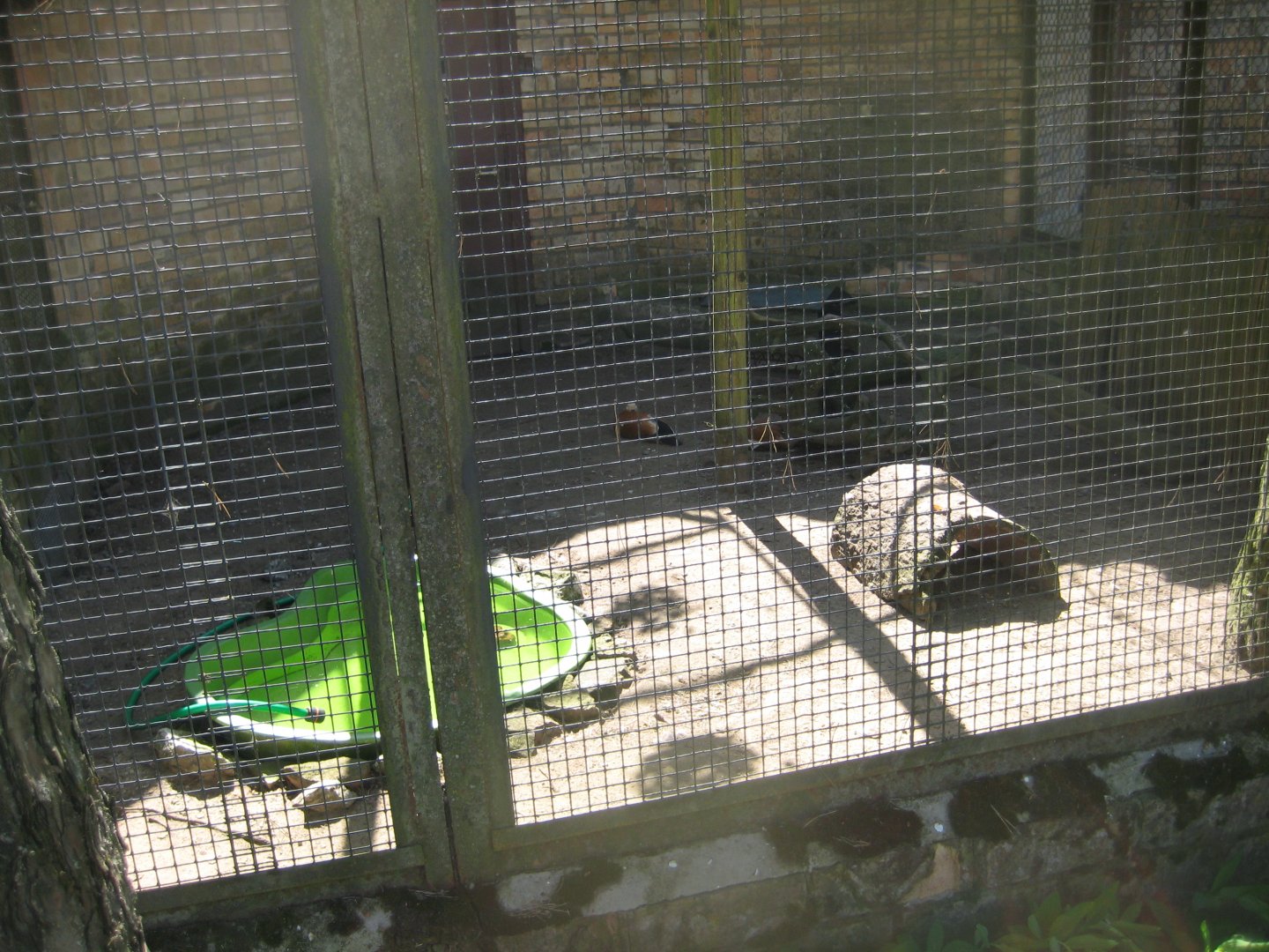Riga Zoo - Ruddy shelduck aviary #2