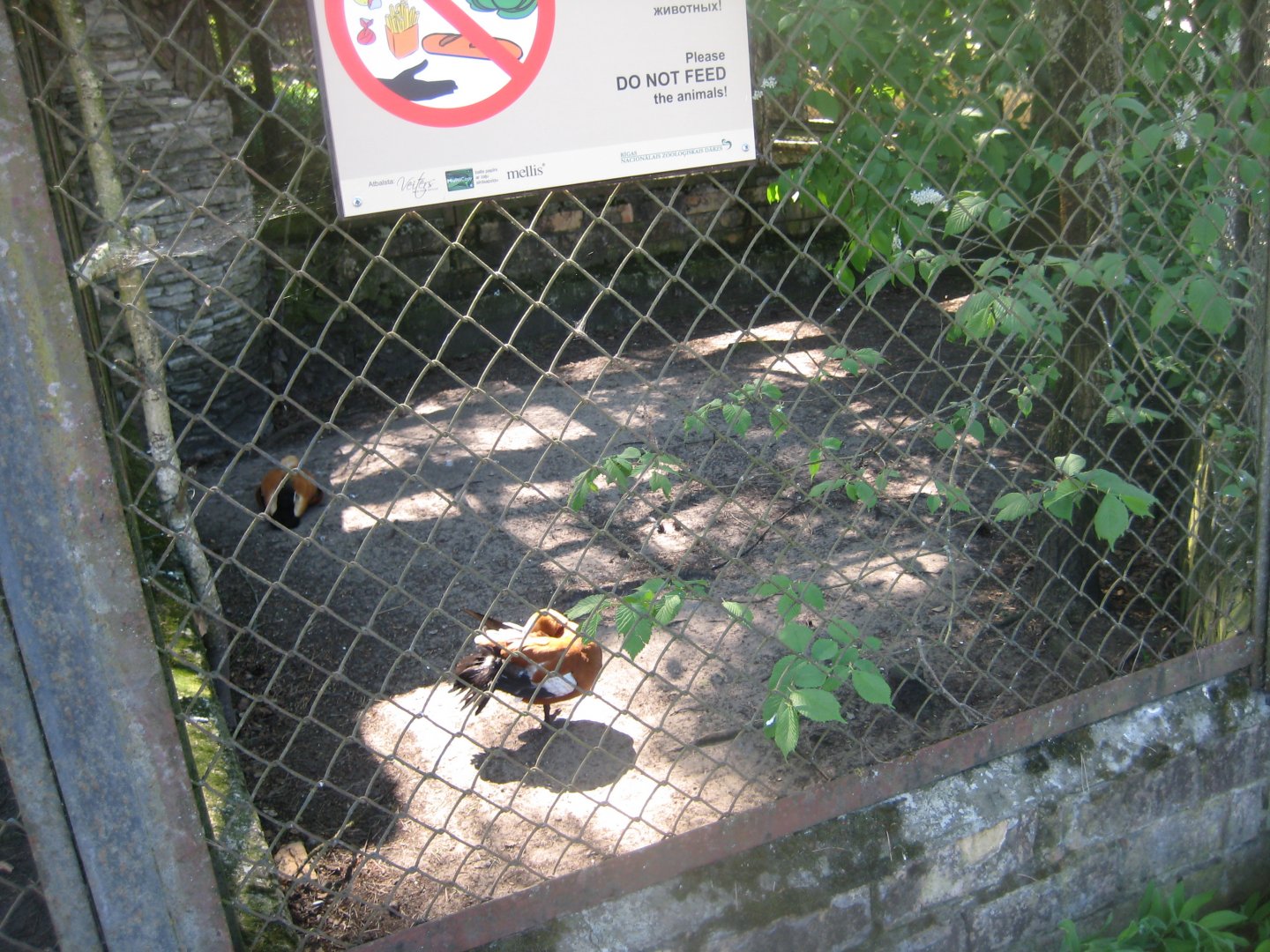 Riga Zoo - Ruddy shelduck aviary #3