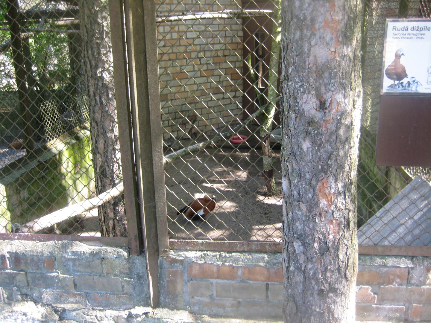 Riga Zoo - Ruddy shelduck aviary #4