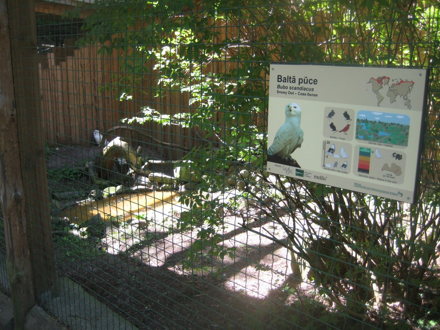 Riga Zoo - Snowy owl aviary