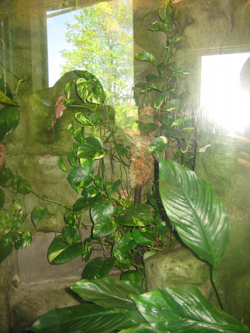 Riga Zoo - Tropical house - Amphibian exhibit #1