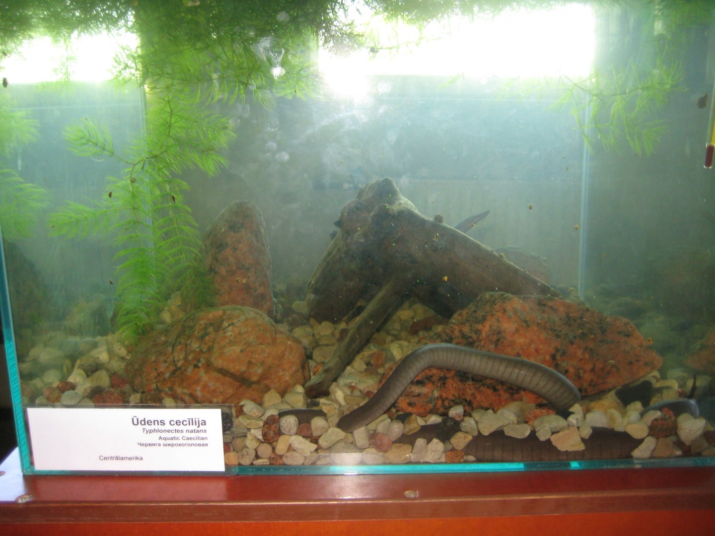 Riga Zoo - Tropical house - Amphibian exhibit #10