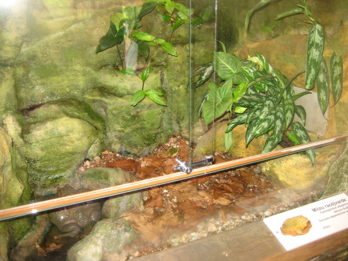 Riga Zoo - Tropical house - Amphibian exhibit #11