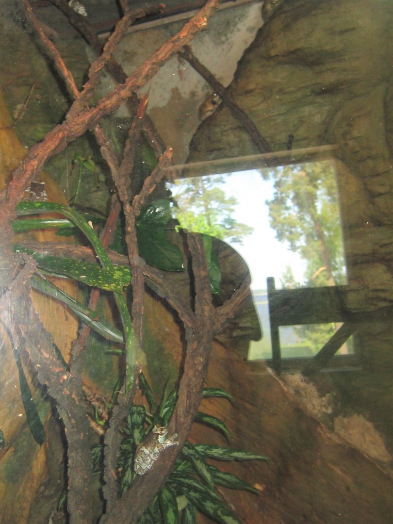 Riga Zoo - Tropical house - Amphibian exhibit #12