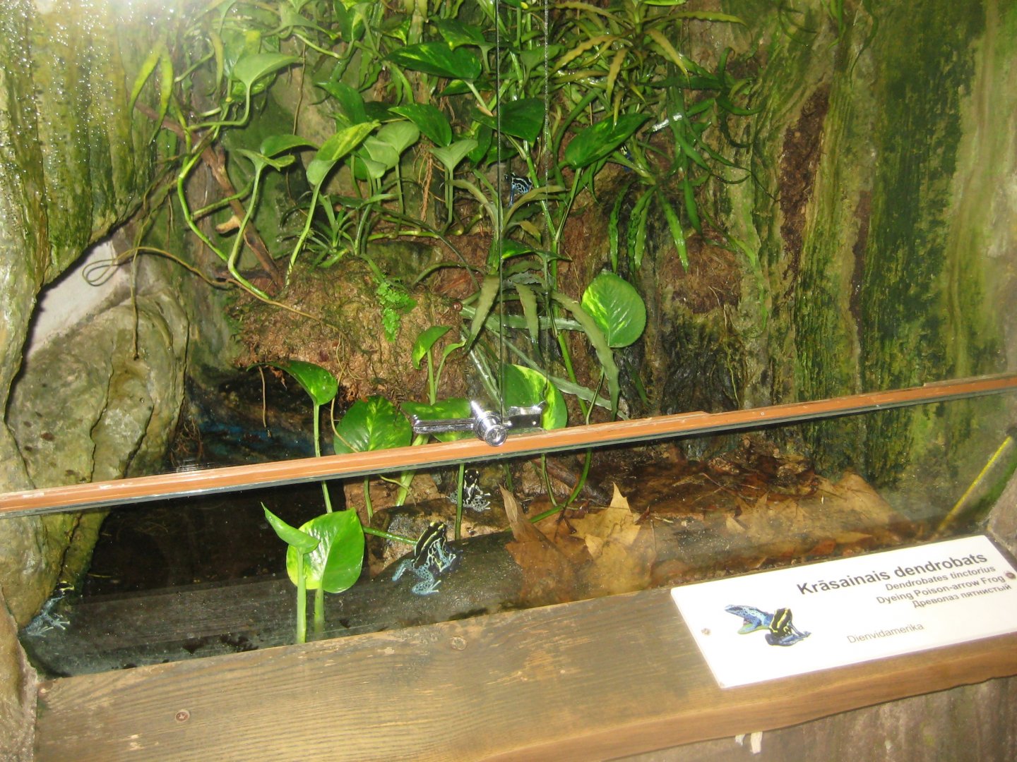 Riga Zoo - Tropical house - Amphibian exhibit #13