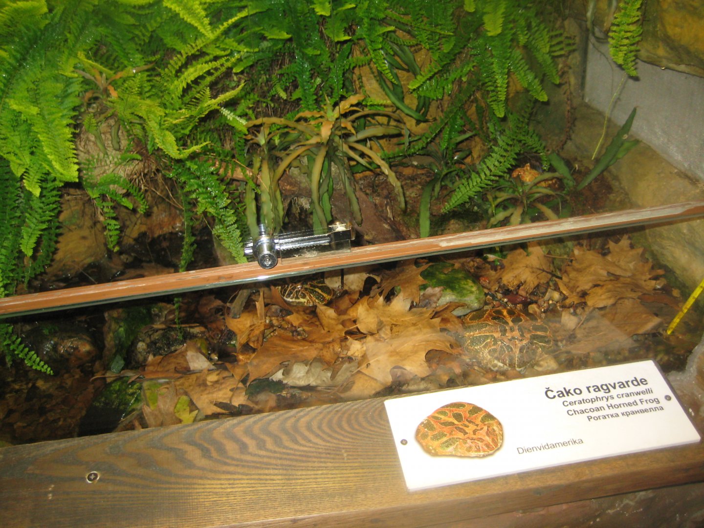 Riga Zoo - Tropical house - Amphibian exhibit #14