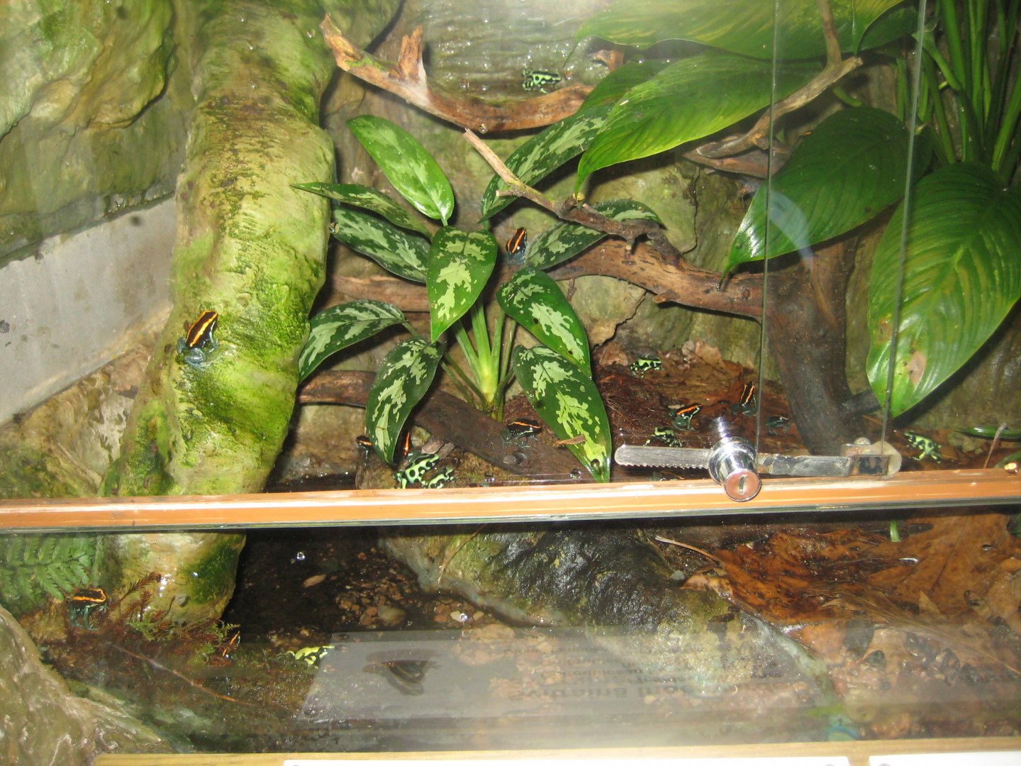 Riga Zoo - Tropical house - Amphibian exhibit #15