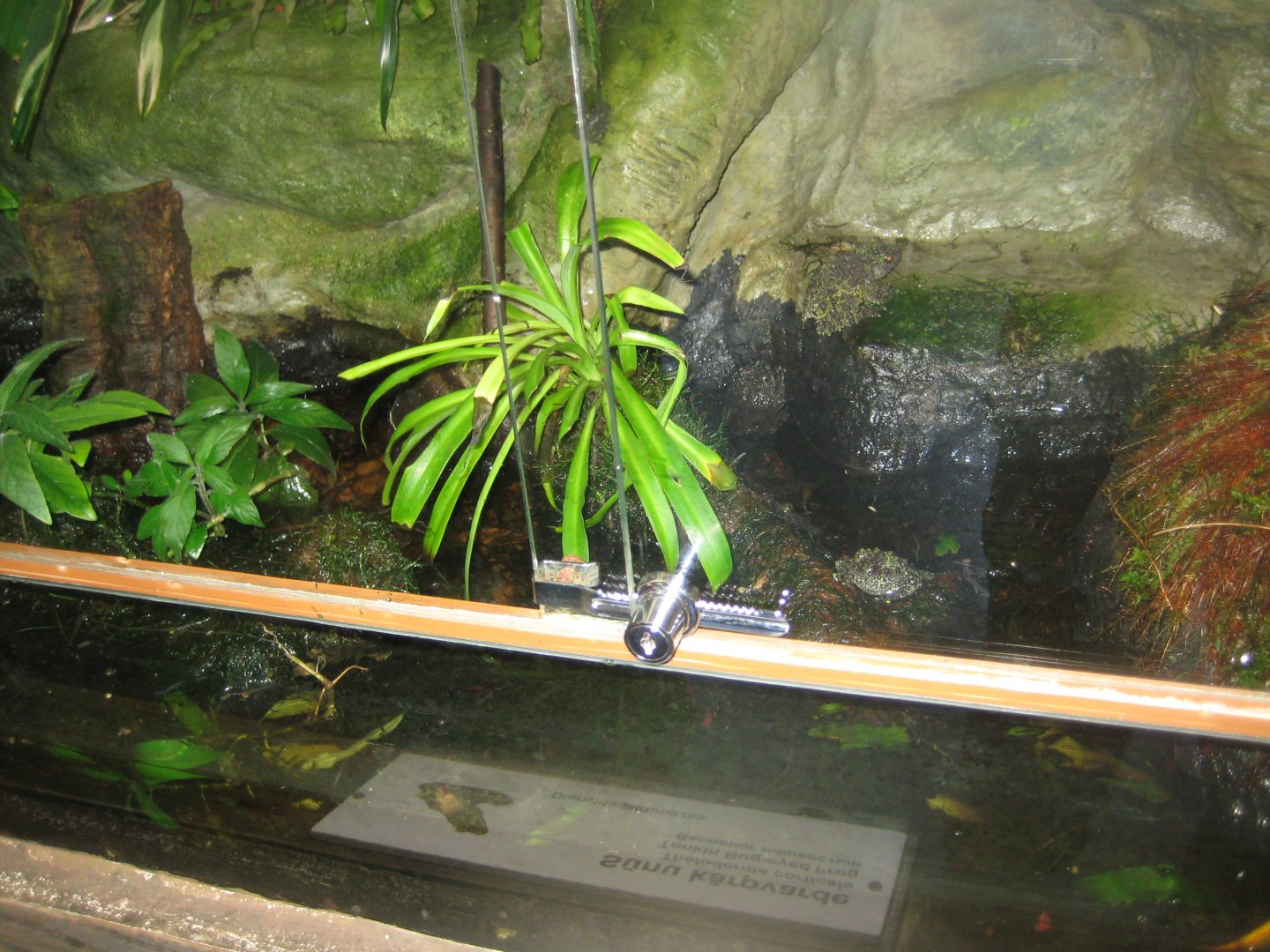 Riga Zoo - Tropical house - Amphibian exhibit #2