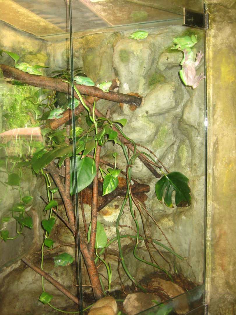 Riga Zoo - Tropical house - Amphibian exhibit #3