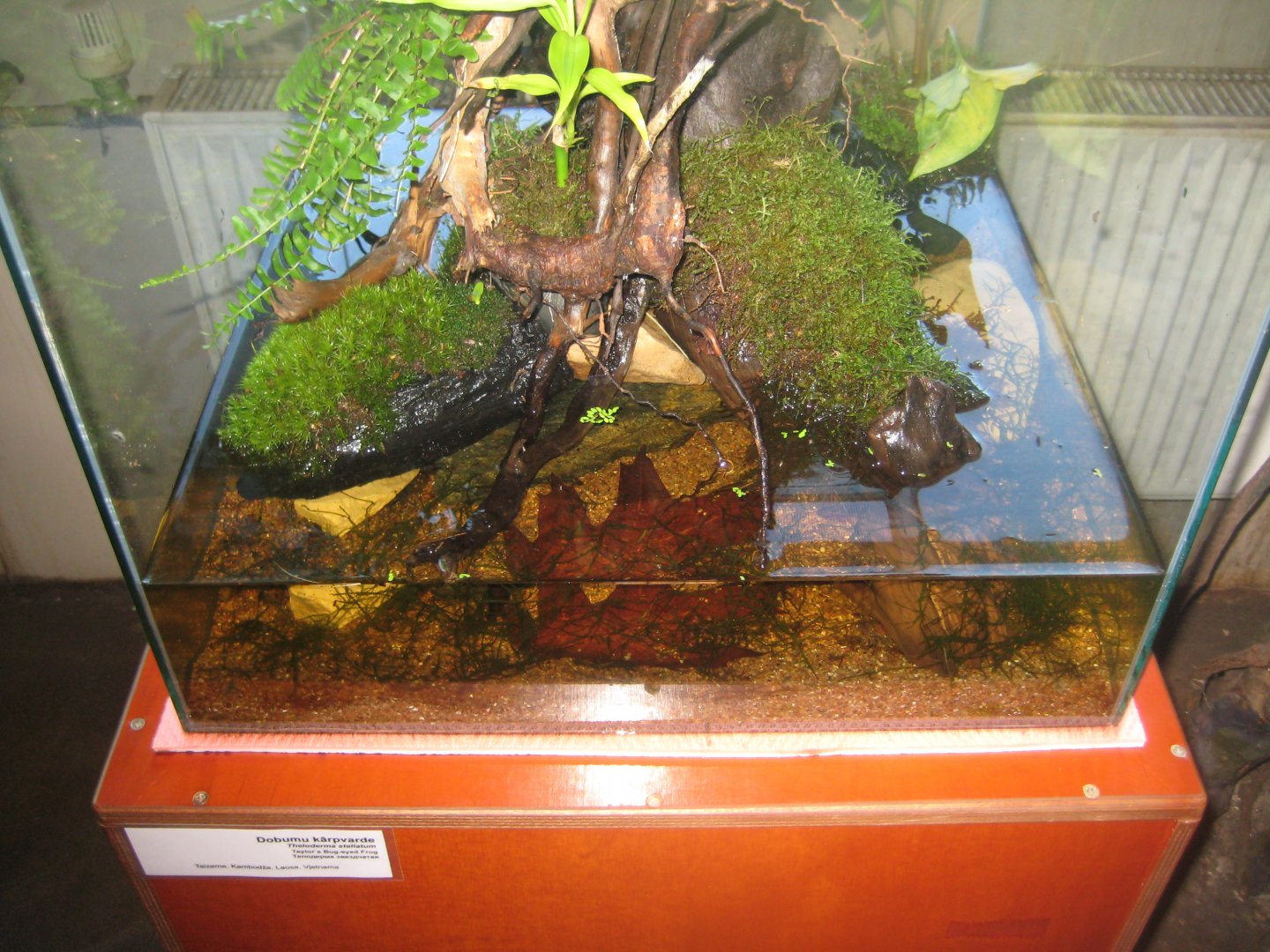 Riga Zoo - Tropical house - Amphibian exhibit #4