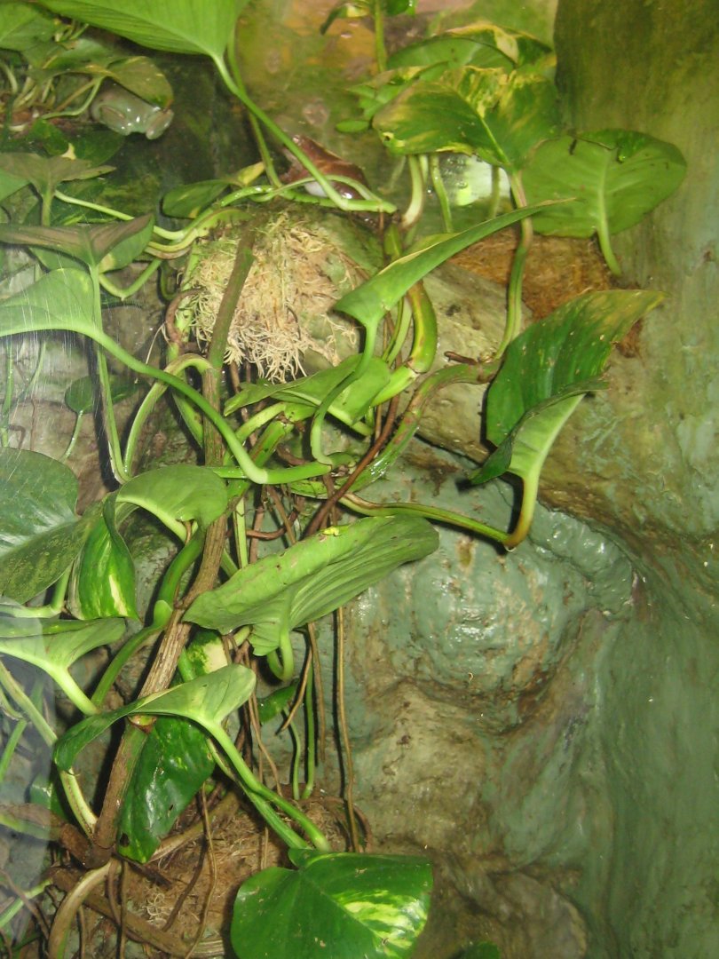 Riga Zoo - Tropical house - Amphibian exhibit #5