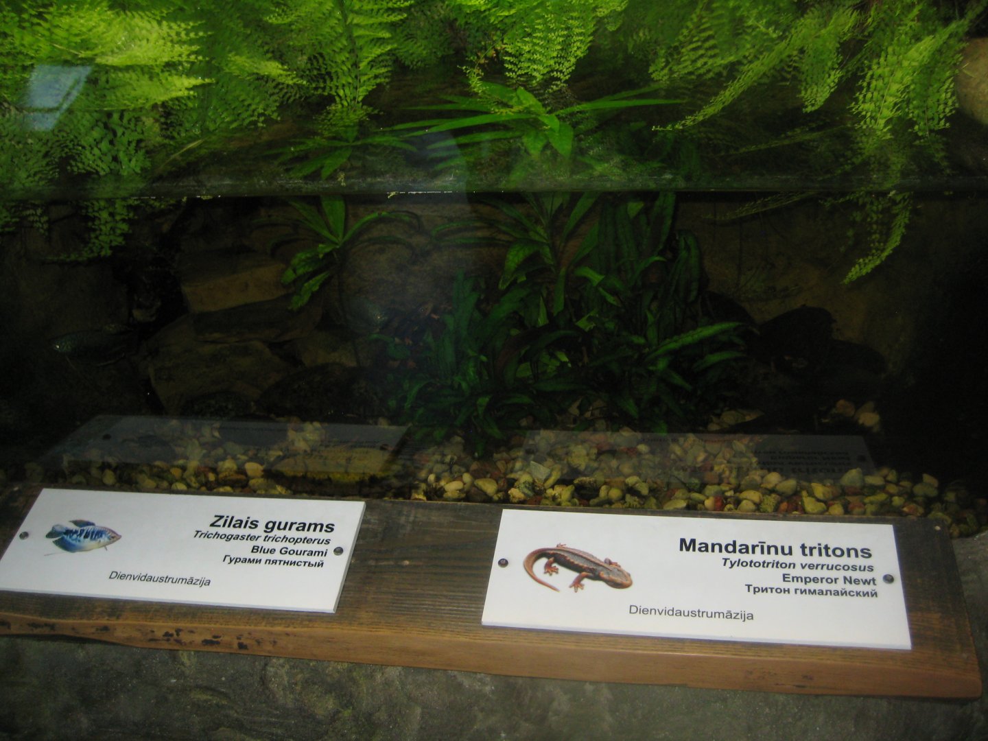 Riga Zoo - Tropical house - Amphibian exhibit #6