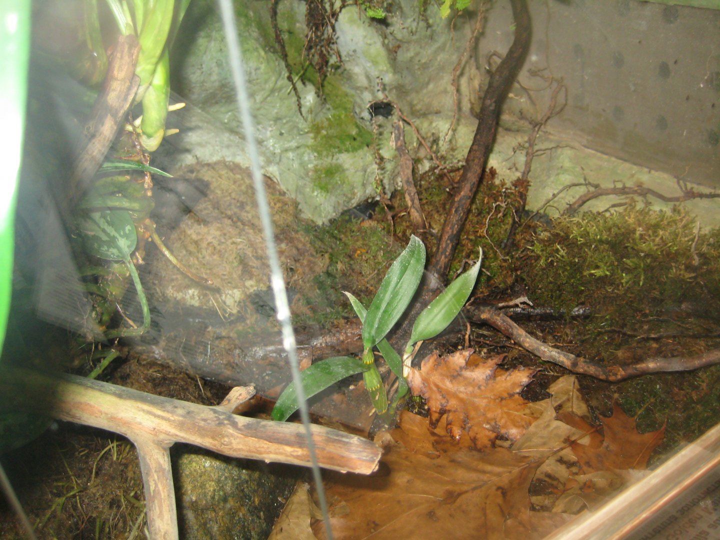 Riga Zoo - Tropical house - Amphibian exhibit #7
