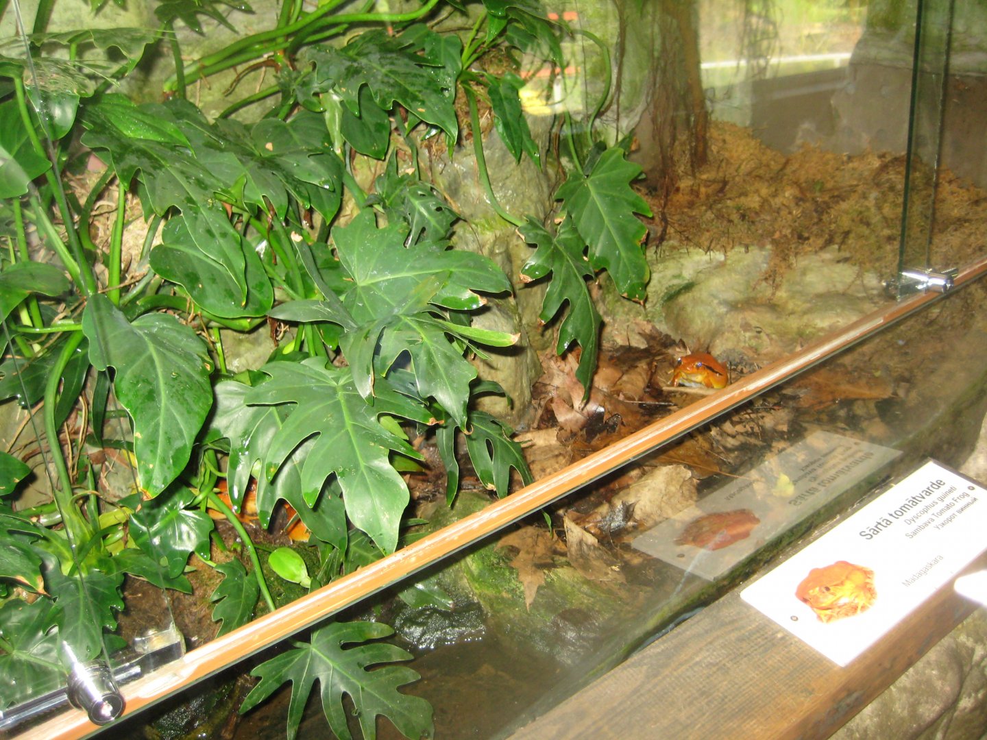 Riga Zoo - Tropical house - Amphibian exhibit #8