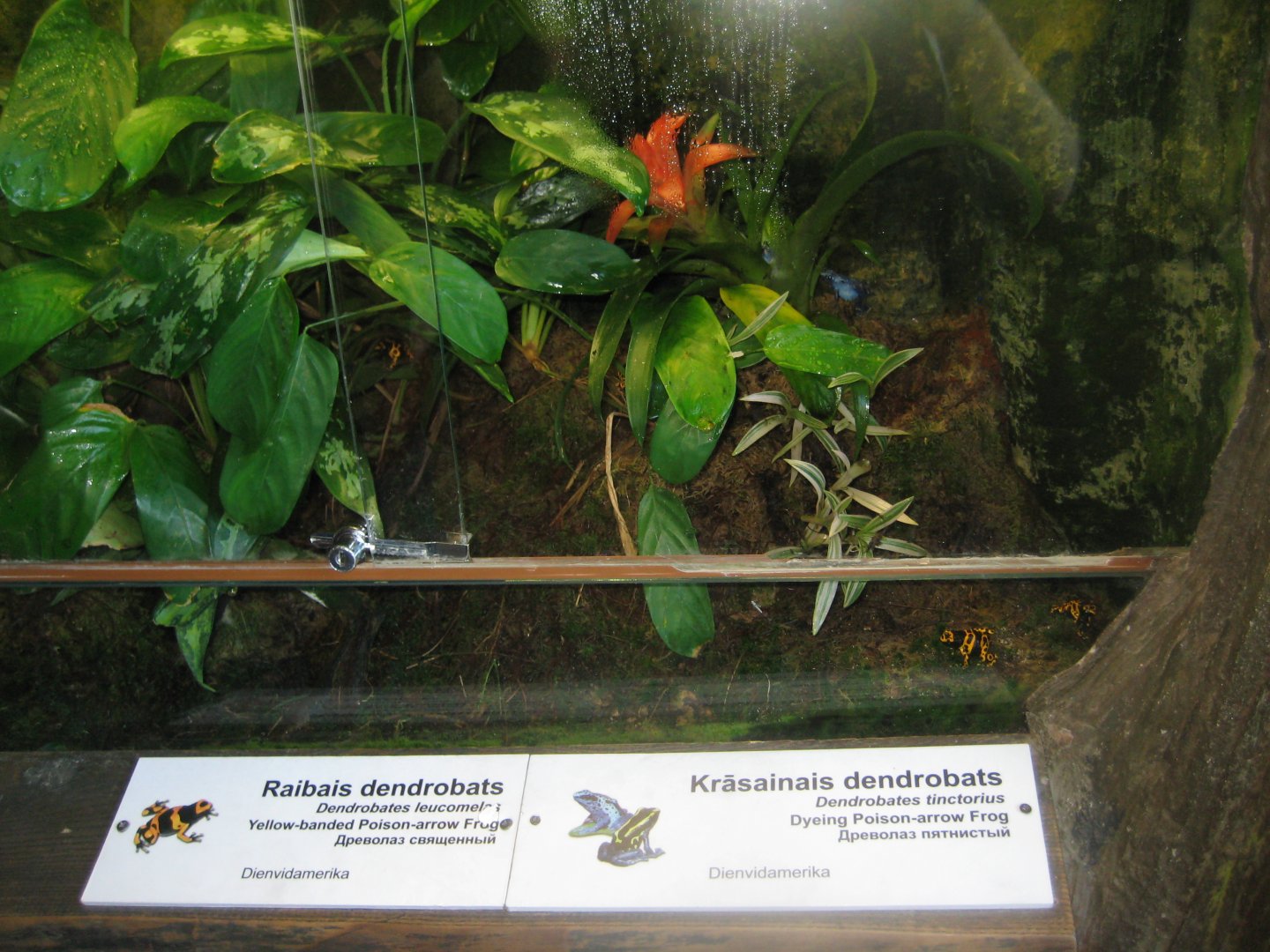 Riga Zoo - Tropical house - Amphibian exhibit #9