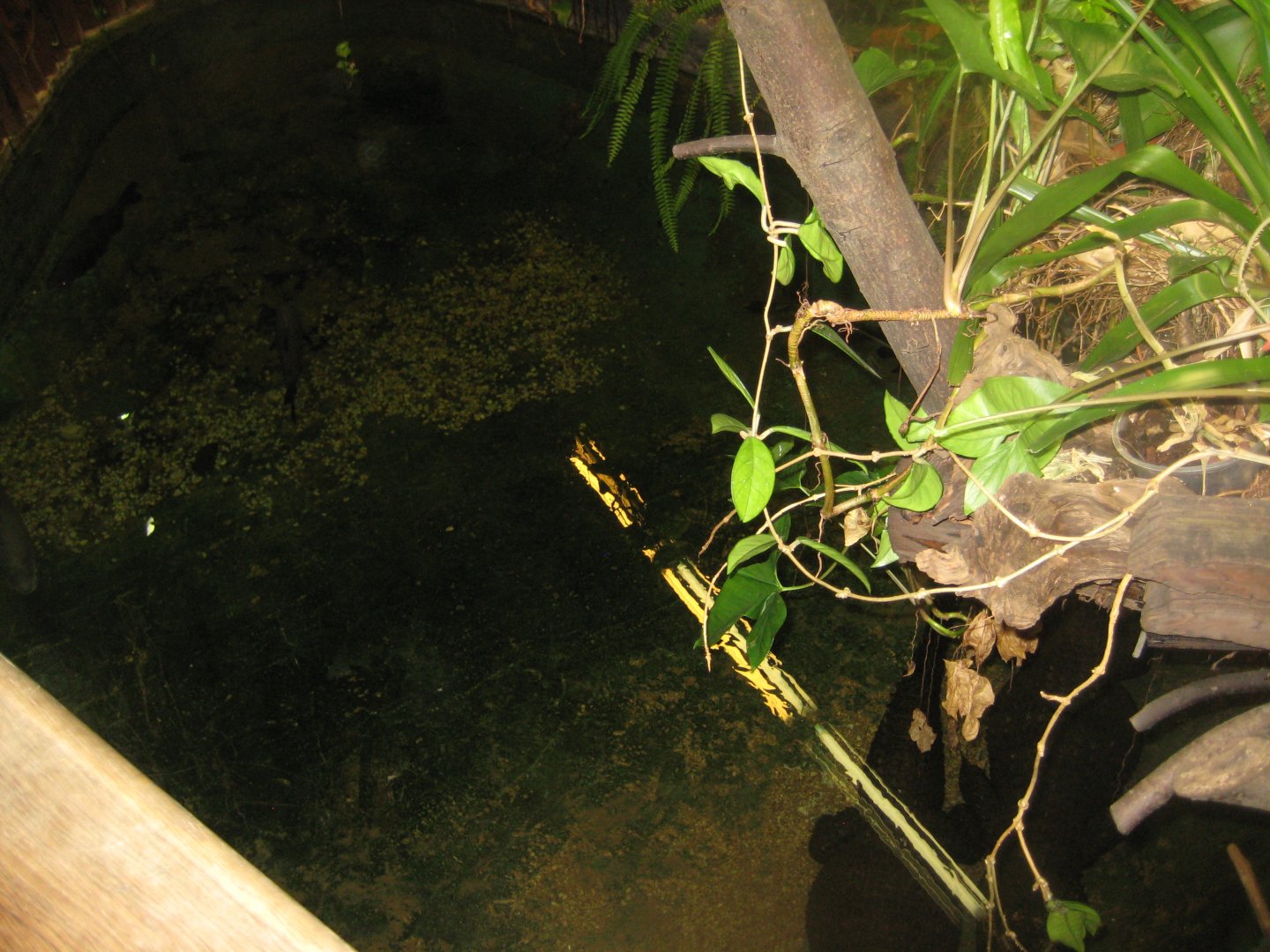 Riga Zoo - Tropical house - Dwarf crocodile exhibit