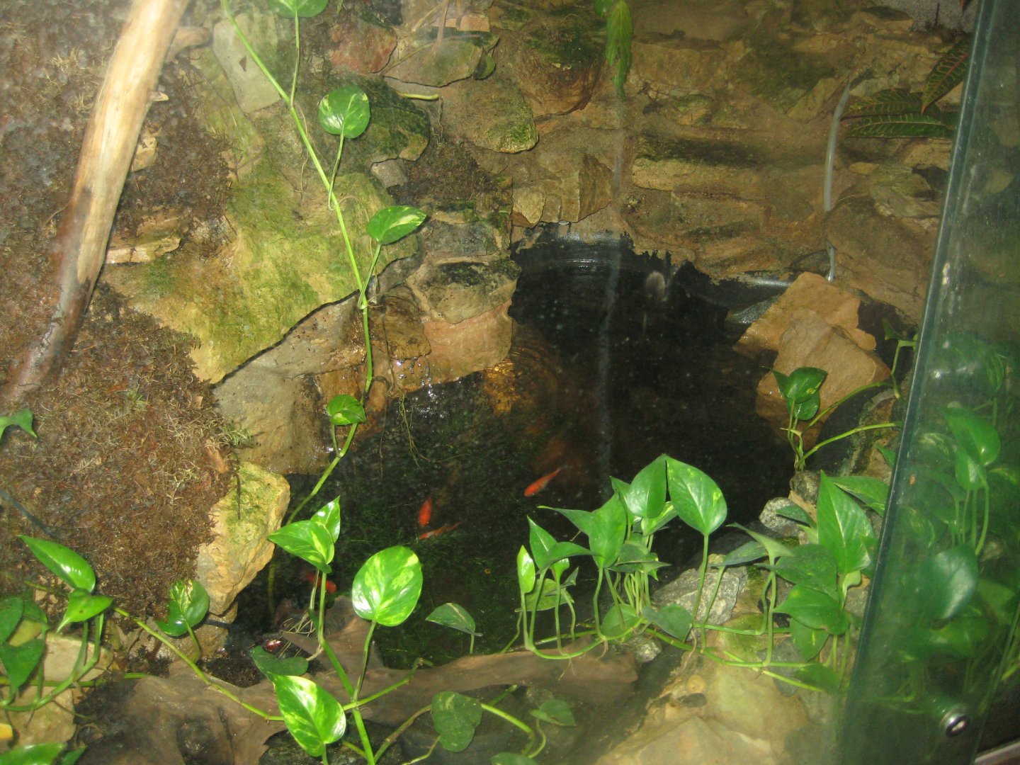 Riga Zoo - Tropical house - Goldfish pool