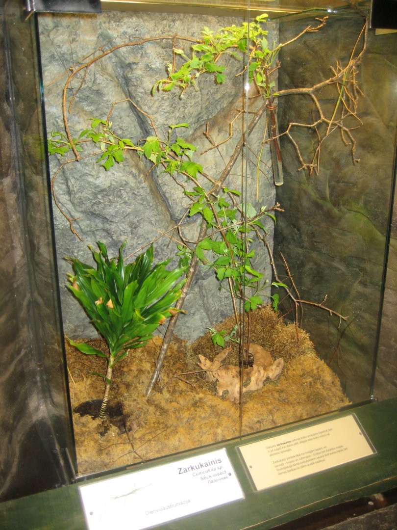 Riga Zoo - Tropical house - Insectarium exhibit #1