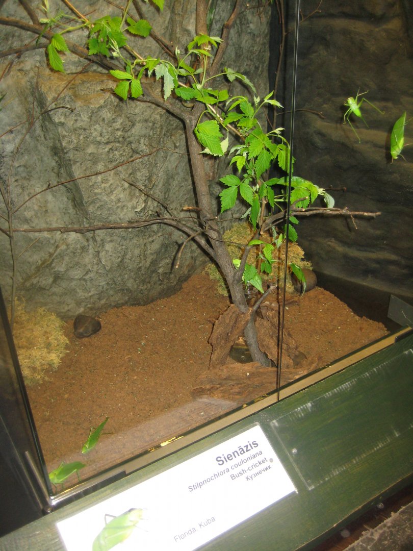 Riga Zoo - Tropical house - Insectarium exhibit #10