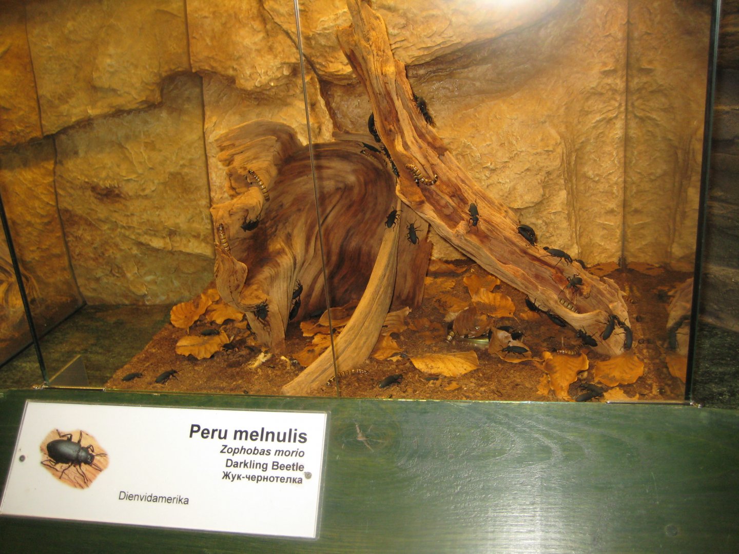 Riga Zoo - Tropical house - Insectarium exhibit #11