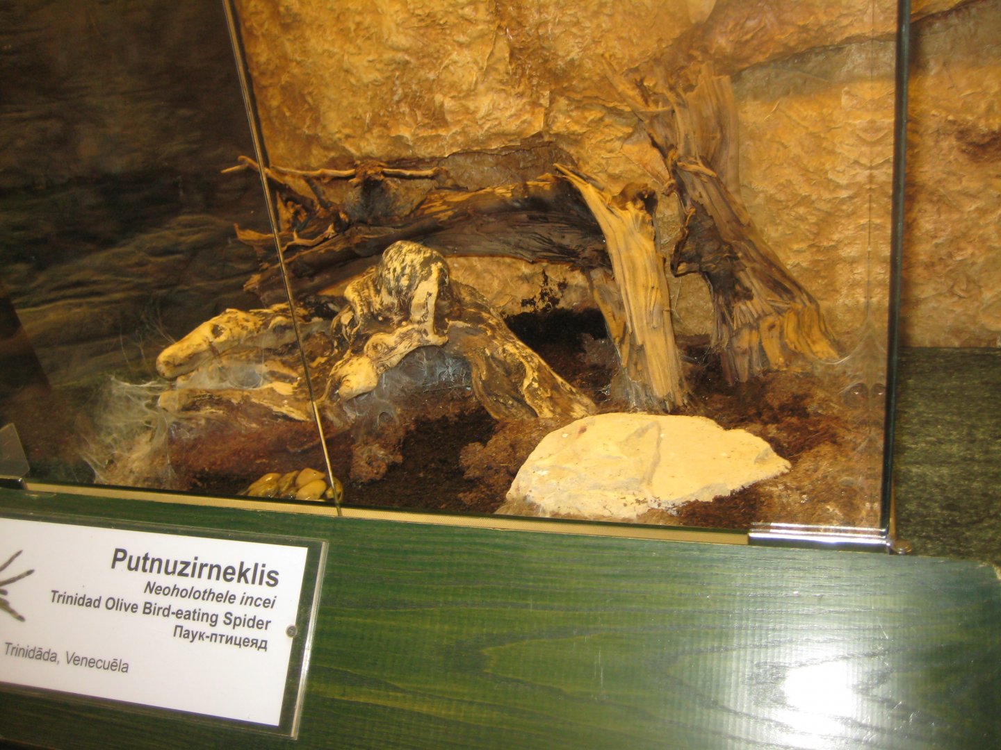 Riga Zoo - Tropical house - Insectarium exhibit #12