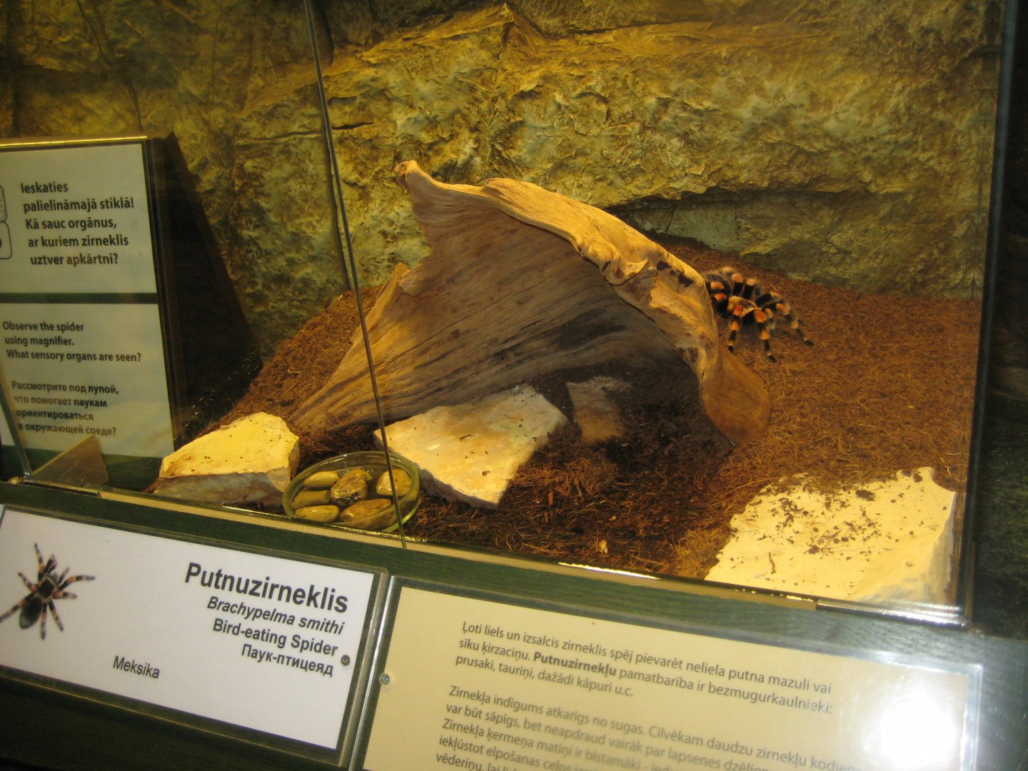 Riga Zoo - Tropical house - Insectarium exhibit #13