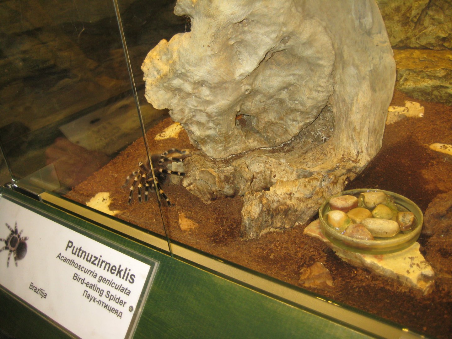 Riga Zoo - Tropical house - Insectarium exhibit #14