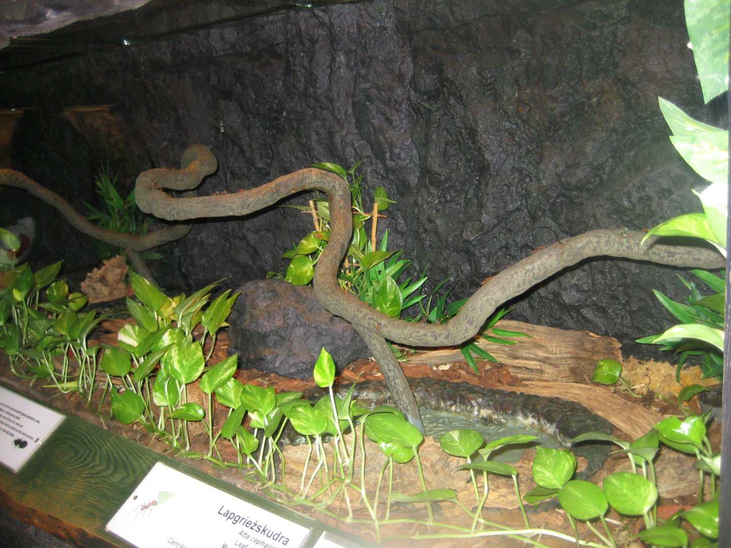 Riga Zoo - Tropical house - Insectarium exhibit #15
