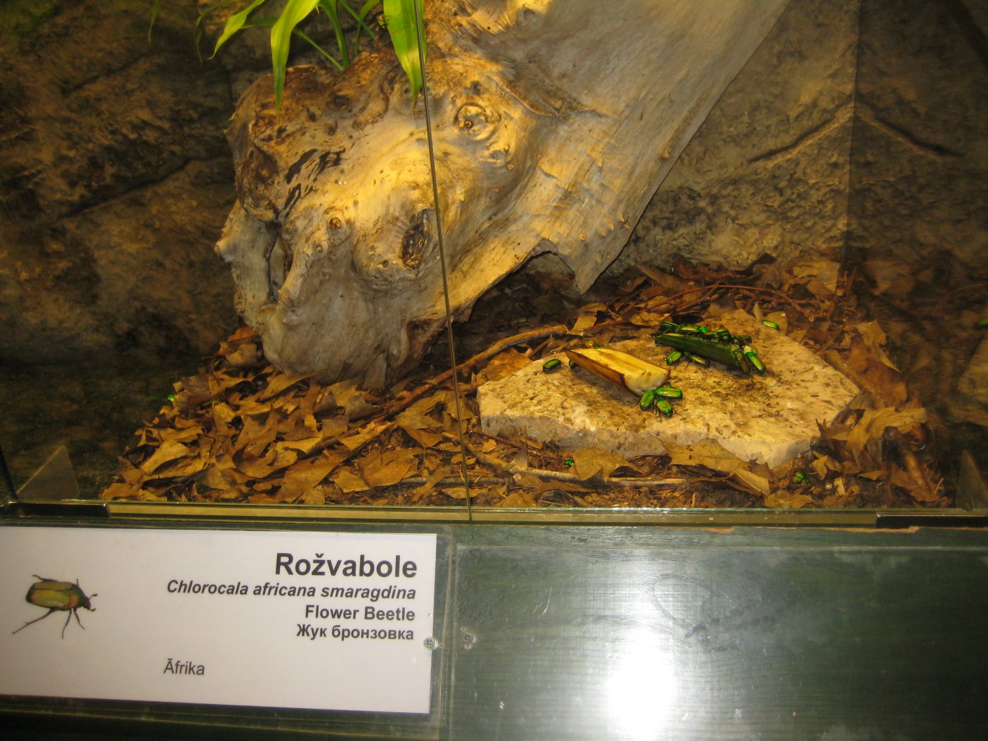 Riga Zoo - Tropical house - Insectarium exhibit #16