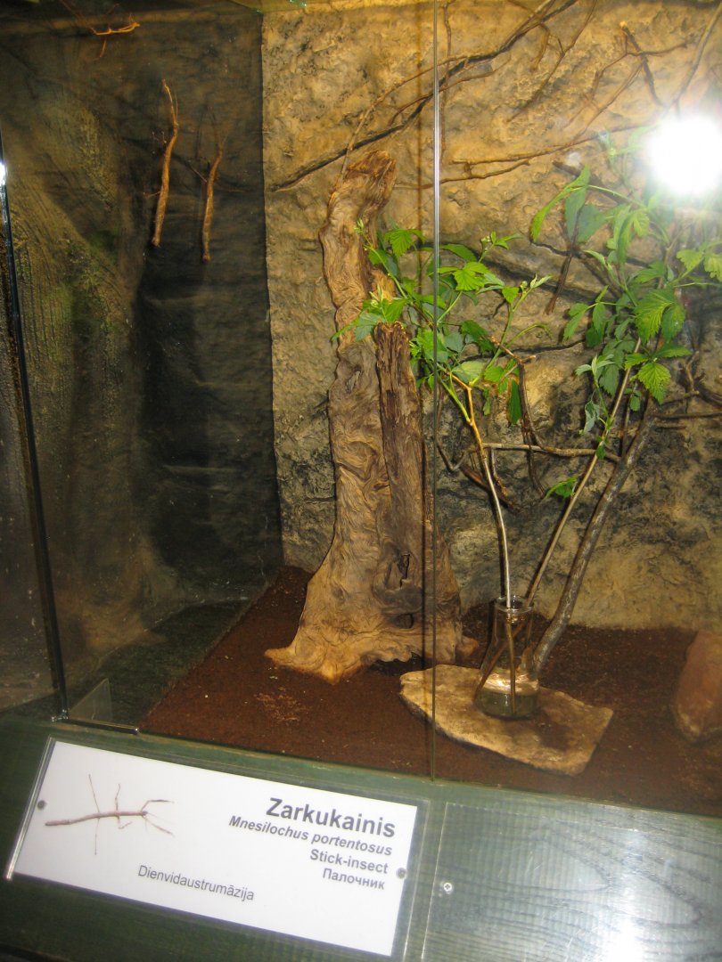 Riga Zoo - Tropical house - Insectarium exhibit #17