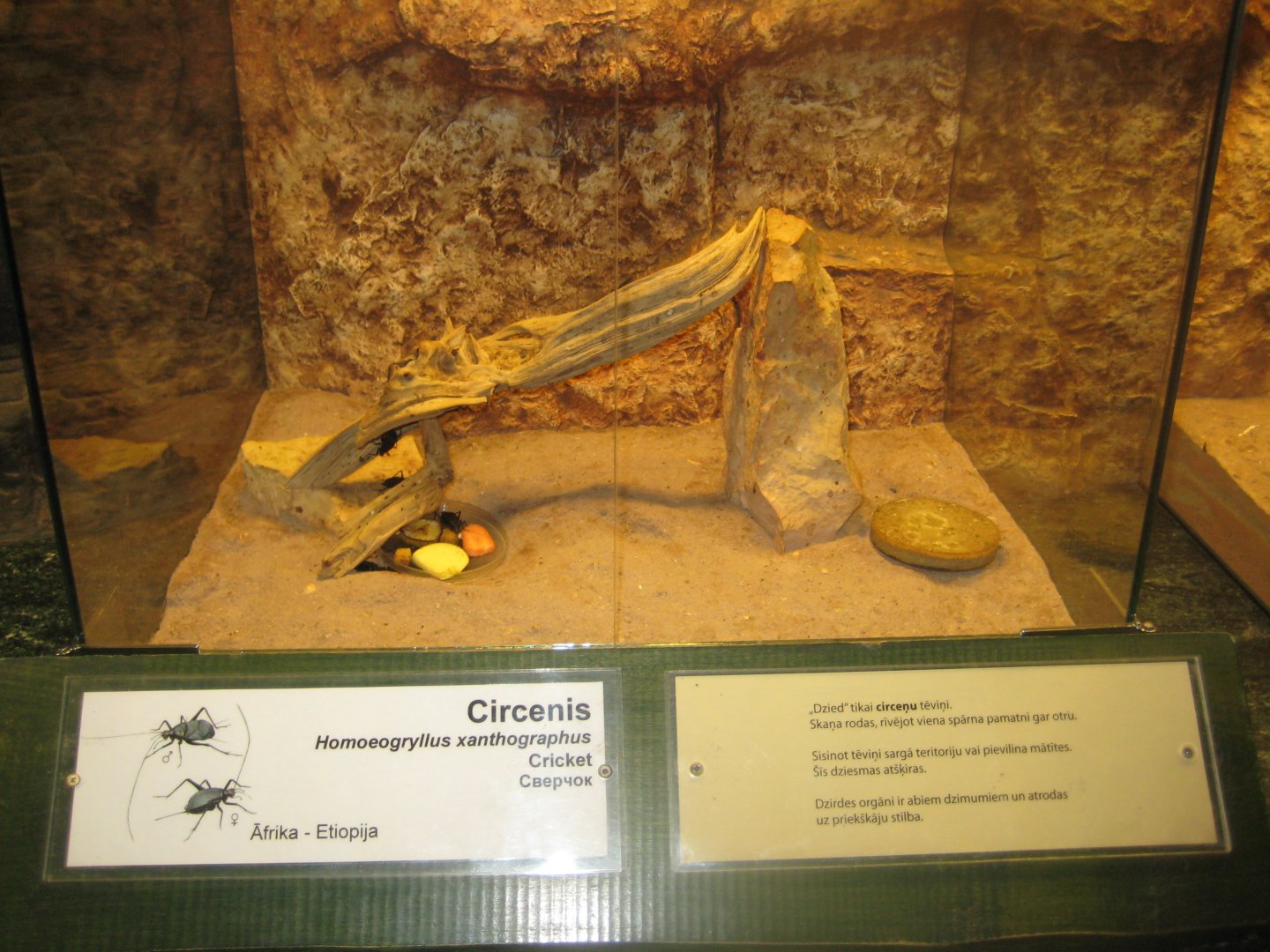 Riga Zoo - Tropical house - Insectarium exhibit #2