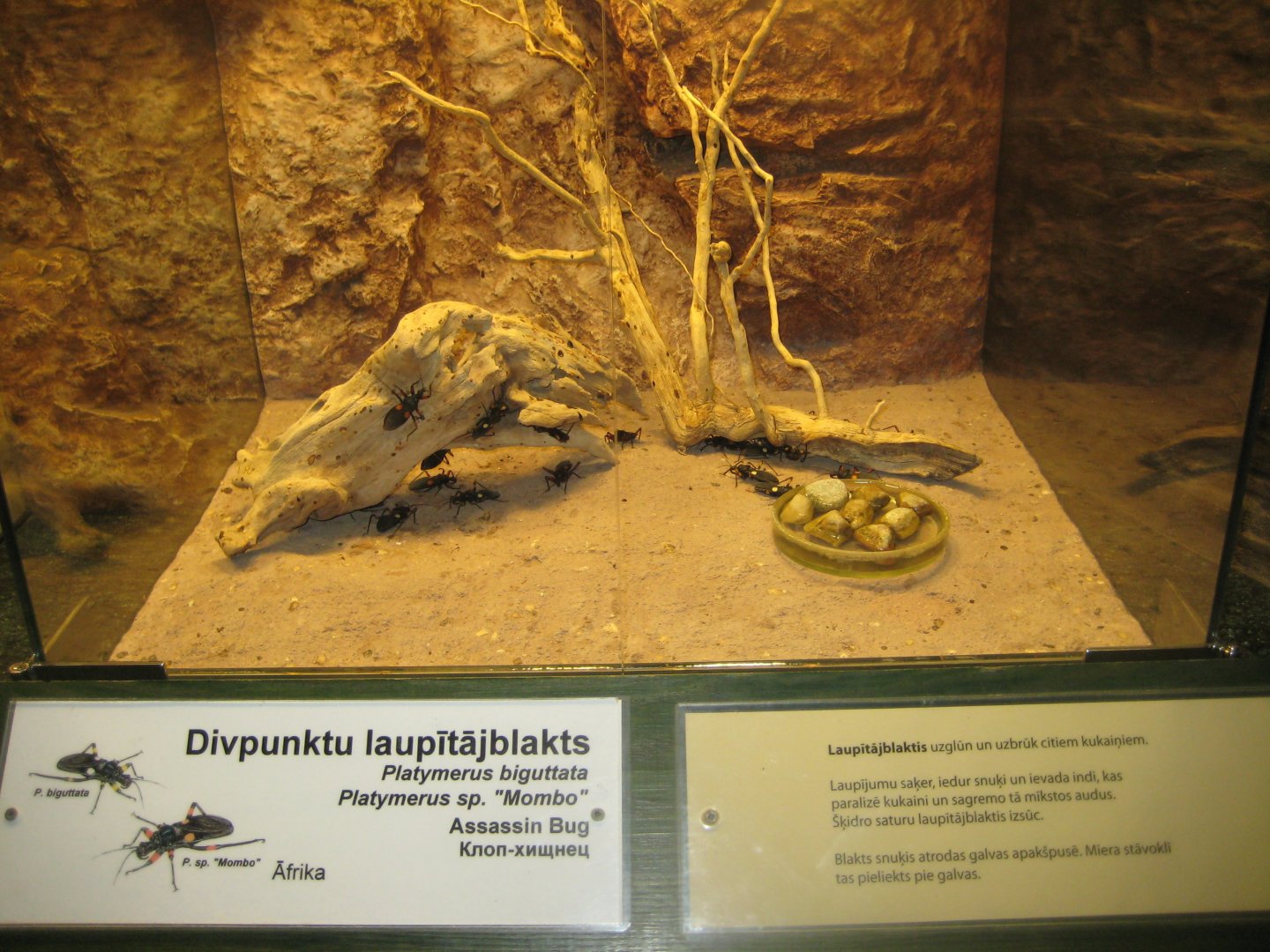 Riga Zoo - Tropical house - Insectarium exhibit #3