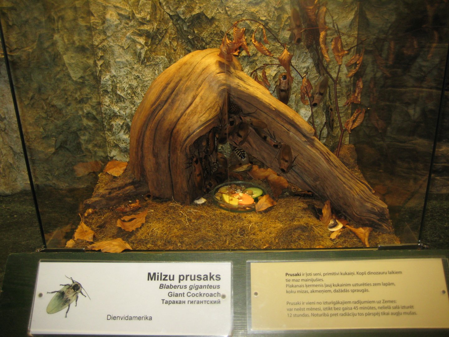 Riga Zoo - Tropical house - Insectarium exhibit #4