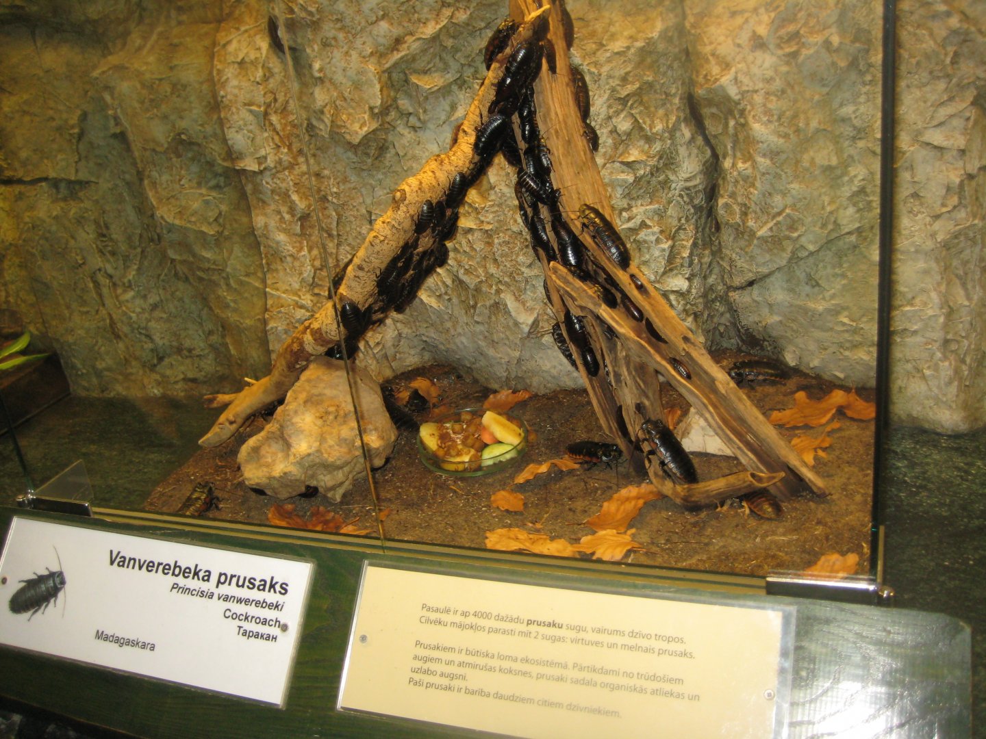 Riga Zoo - Tropical house - Insectarium exhibit #5