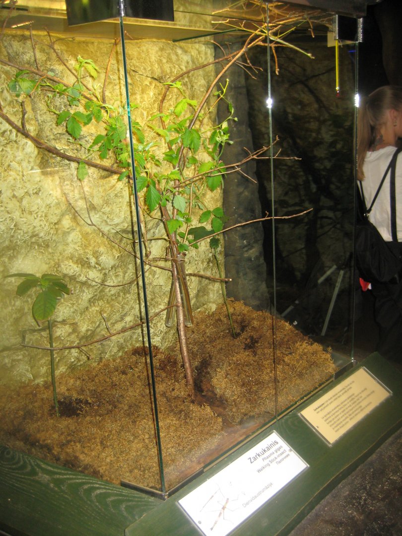 Riga Zoo - Tropical house - Insectarium exhibit #6