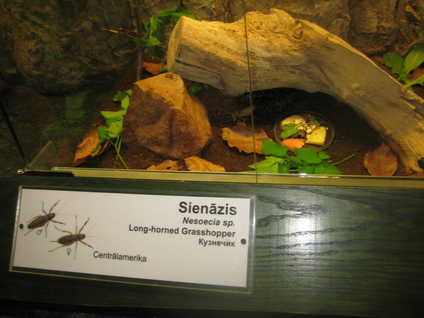 Riga Zoo - Tropical house - Insectarium exhibit #7