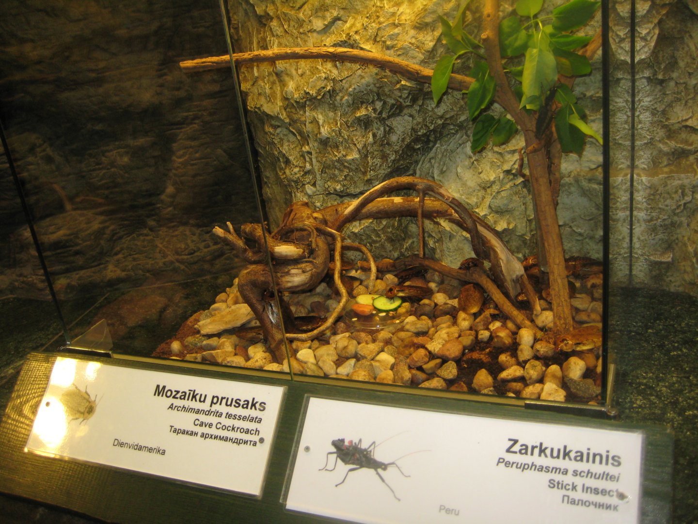 Riga Zoo - Tropical house - Insectarium exhibit #8