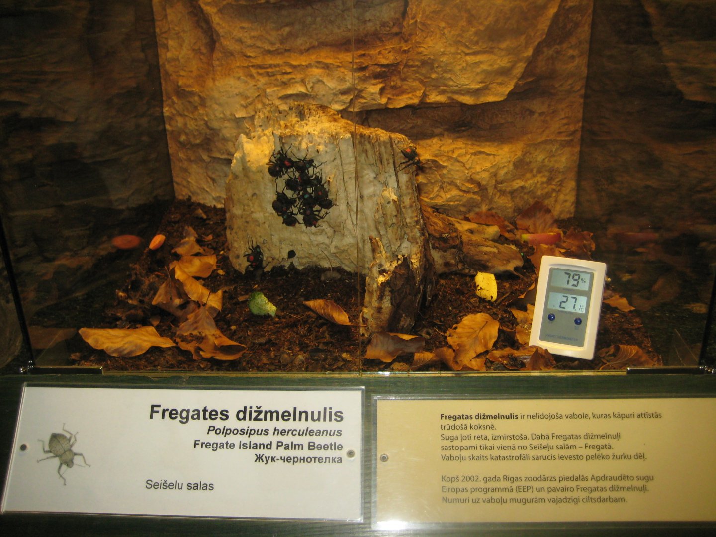 Riga Zoo - Tropical house - Insectarium exhibit #9