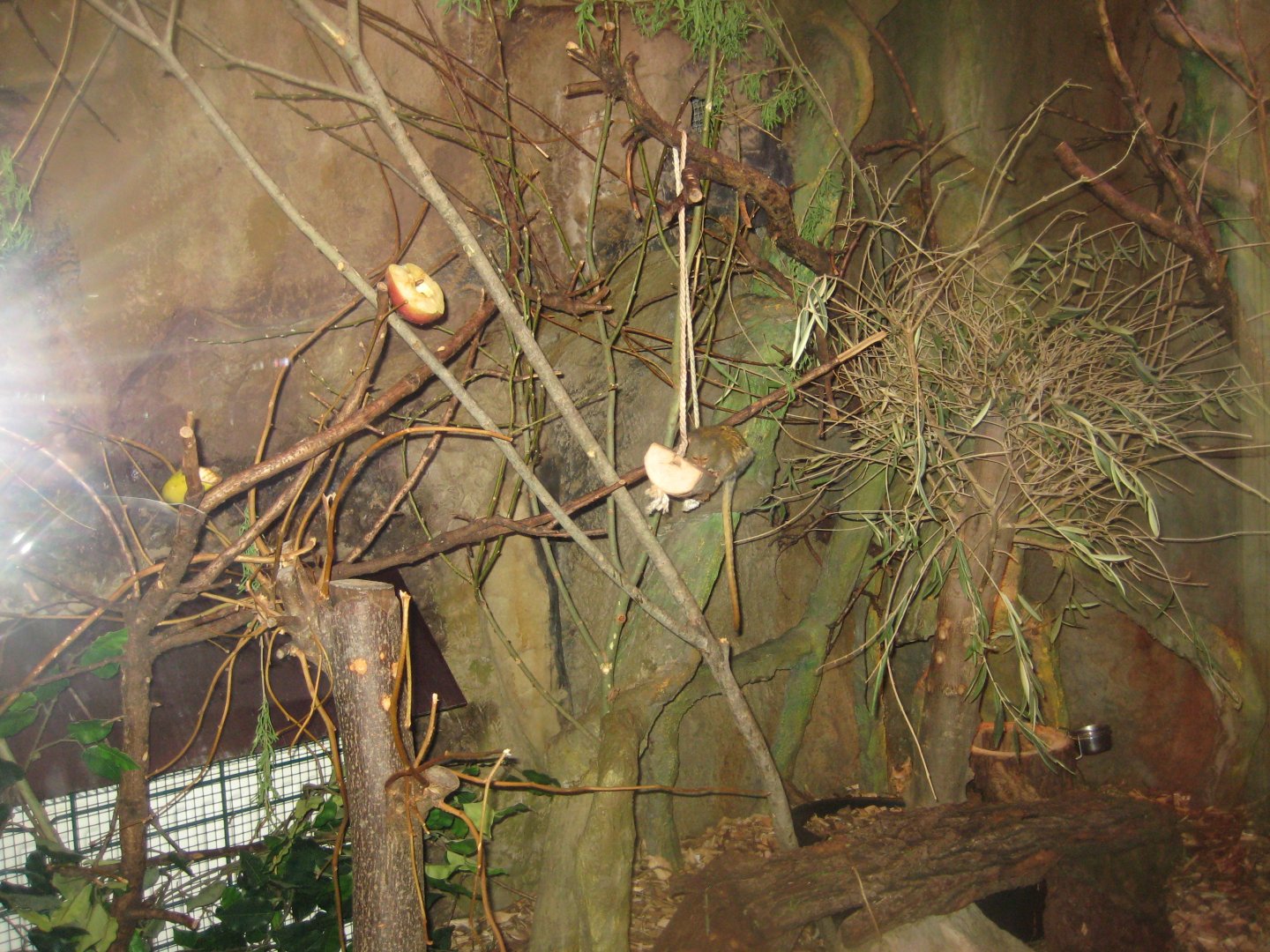 Riga Zoo - Tropical house - Marmoset exhibit