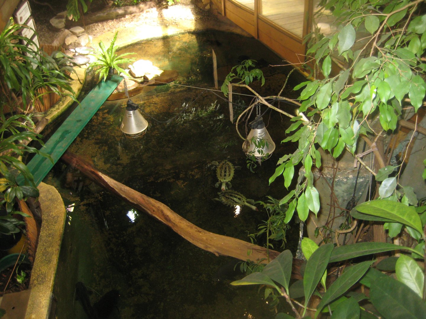 Riga Zoo - Tropical house - Mixed turtle exhibit