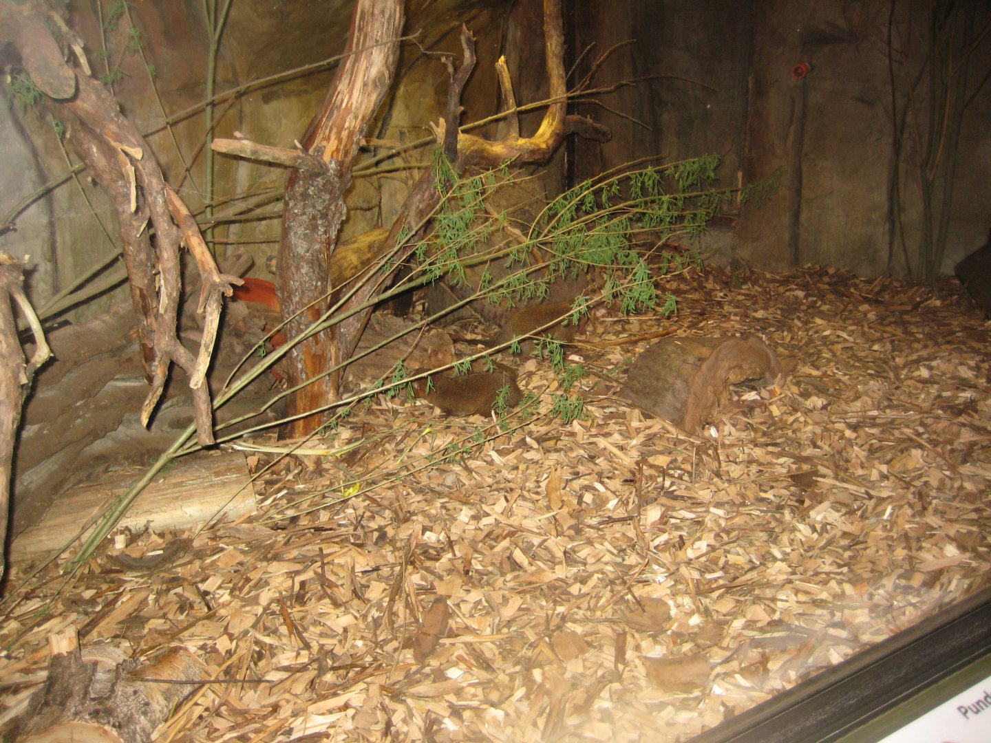 Riga Zoo - Tropical house - Mongoose exhibit